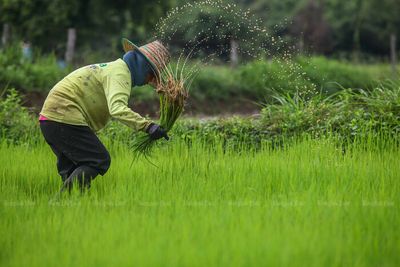 Cambodian rice beats Hom Mali for top spot