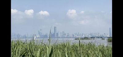 China’s rise casts shadow over Hong Kong’s teeming wetlands