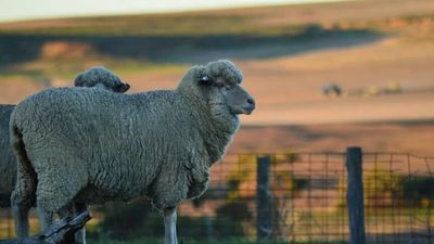 Wool industry explores domestic processing to reduce supply chain and trade 'risks'