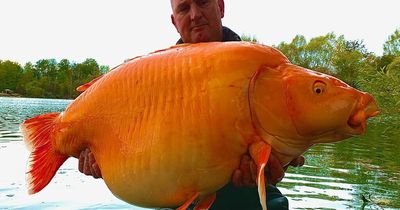 Fisherman could have broken world record after reeling in 30kg goldfish in lake