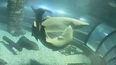 Footage of grey nurse sharks mating emerges during breeding season