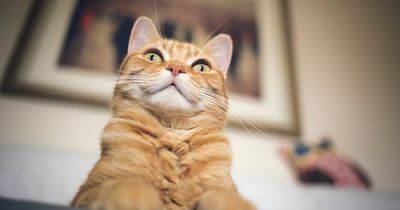 'I offered to cat-sit over Christmas for mates rates - now they want me to pay bills'