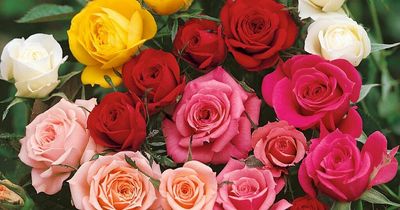 Black Friday gardening deals - and top tips to revamp your garden on a budget