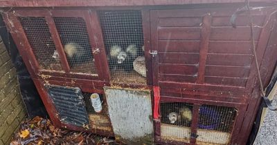 Helpless ferrets cruelly dumped on Washington roadside in maggot-infested cages