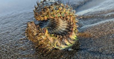 Man discovers 'alien' on Scots beach after spotting strange green fluorescent object in sand