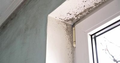 Exact temperature to banish condensation and mould from windows - and how to treat it