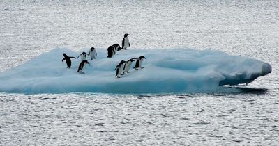 Scientists stunned and say something huge could be living under the ice in Antarctica