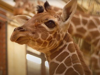 New baby giraffe is ‘vital’ for conservation, Whipsnade Zoo says