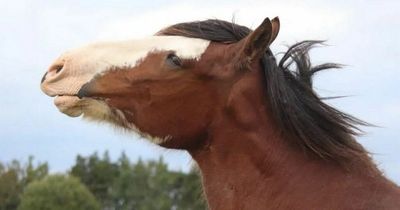 Animal sanctuary in fight for survival as fundraiser launched to see it through winter