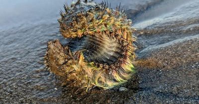 Edinburgh man discovers fluorescent green 'alien' while walking on Portobello beach