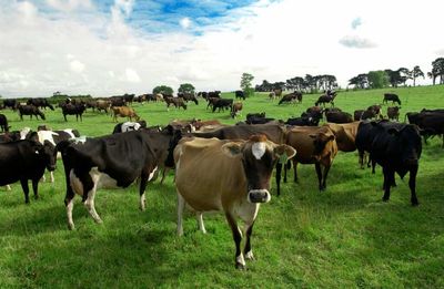 NZ can’t lecture other countries on being ‘climate smart’