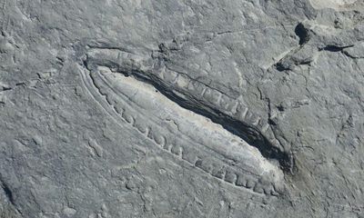 The real paleo diet: researchers find traces of world’s oldest meal in 550m-year-old fossil