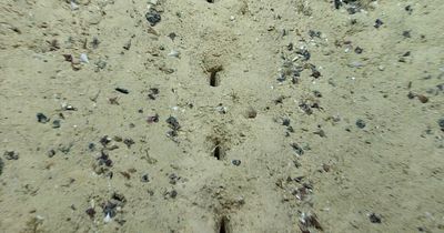 Deep sea explorers baffled by 'alien' holes on ocean floor that look 'perfectly aligned'