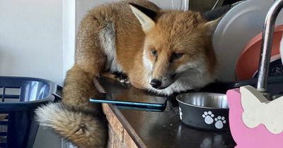 Fox breaks into family home and trashes the kitchen before falling asleep on counter