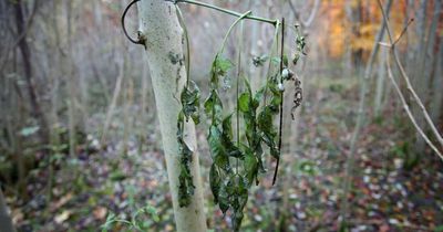 Warning as millions of Northumberland trees are dying due to disease 'nobody is talking about'