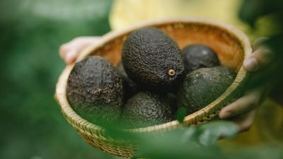 Avocado 2.0 made possible by Australian scientist's world-first genome map