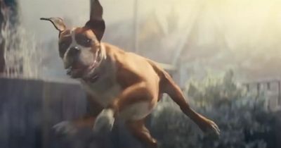 Iconic dog from John Lewis Christmas advert dies - and fans are devastated