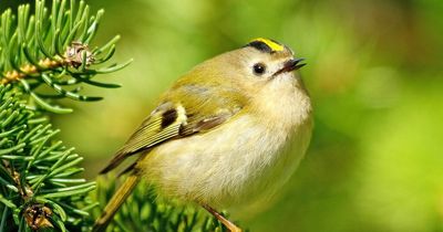 Europe's smallest bird flies 400 miles in storm across North Sea in under eight hours