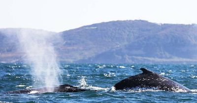 Whales and wind farms off Newcastle: we need more info on plans