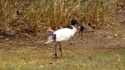 Ibis use 'stress and wash' technique to eat poisonous cane toads