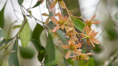 Rare rainforest tree, ooline, Cadellia pentastylis, blooms in outback Queensland