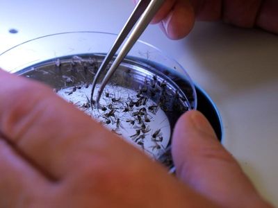 Alert for Japanese encephalitis outbreak