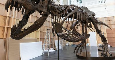 Historic auction of T-rex bones set to net £21million pulled at the last minute
