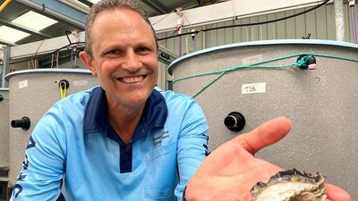 The Nature Conservancy oyster project adding 'ecosystem engineers' to Noosa River