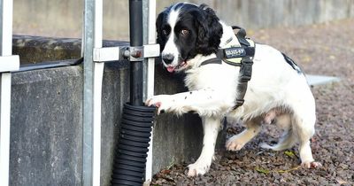 Meet the bright spark dog trained to sniff out faults in Scotland’s power network