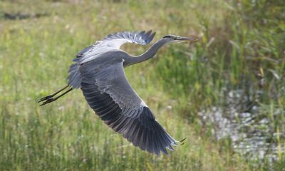 Country diary: A heron has come a-hunting