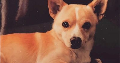 Pooch called Gino, 22, is officially named the world’s oldest living dog