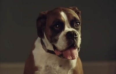 Buster the Boxer: Trampolining dog from John Lewis Christmas advert has died