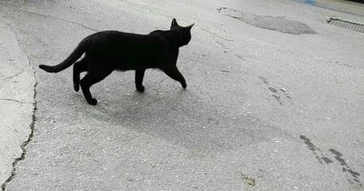 Cat found dead near Glasgow primary school as Scottish SPCA launch inquiry