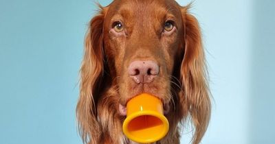 TikTok dog can stack cups 'better than most toddlers'