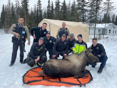 Alaska firefighters help rescue a moose trapped in a home