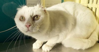 Forever home needed for cat with no ears - must have sunblock