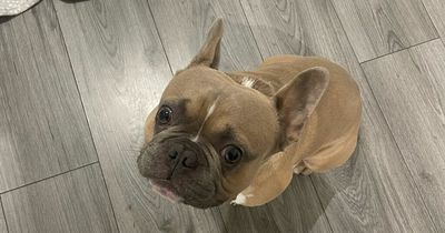 Dogsitter sets up 'doggy food bank' amid cost of living crisis