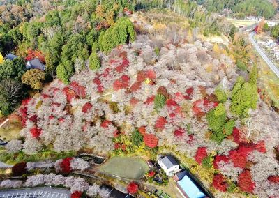 Spring meets fall