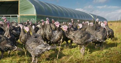 Second turkey flock in Monaghan tests positive for bird flu as officials rush to extend 'exclusion zone'