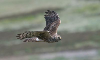 Hen harriers to be bred in captivity and released on to Salisbury Plain