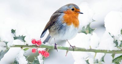 Best bird food for your garden - and you can get 20% off this Black Friday