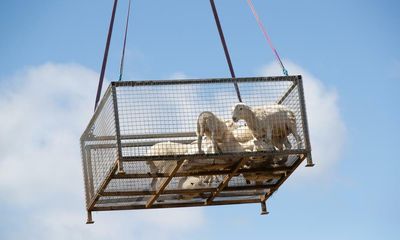 Lamb chopper airlifts flock to safety as inland sea surrounds Condobolin