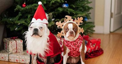 Dog-friendly Christmas events to enjoy across the North East