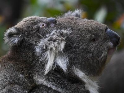 Wildlife advocacy group joins 'koala wars'