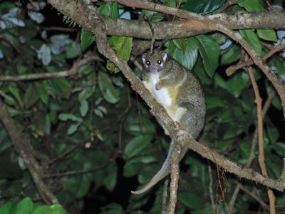 Extinction threat for Wet Tropic possums