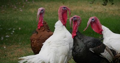 Public warned to keep away from sick or dead birds as second case of Avian flu confirmed in Ireland