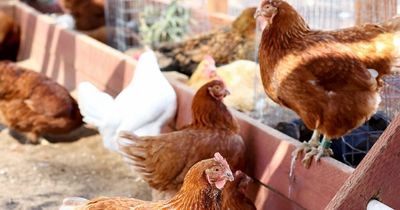 Every place now hit by bird flu as spread continues moving north