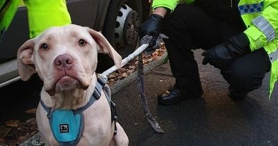 Malnourished dog left to live in 'hazardous' home seized by police... her last meal was a pot of noodles