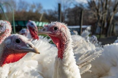 Hackers are coming for our Thanksgiving turkeys and John Deere tractors. It's time to reevaluate America's food security