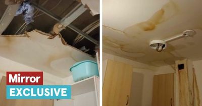 Inside UK's social homes from hell - plagued with rats, mould and crumbling walls